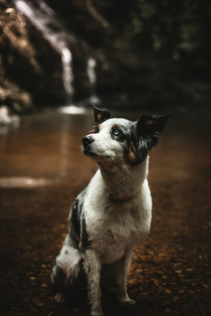 Dog Photography at High Shoals Falls Dallas Georgia - Puppy Portrait